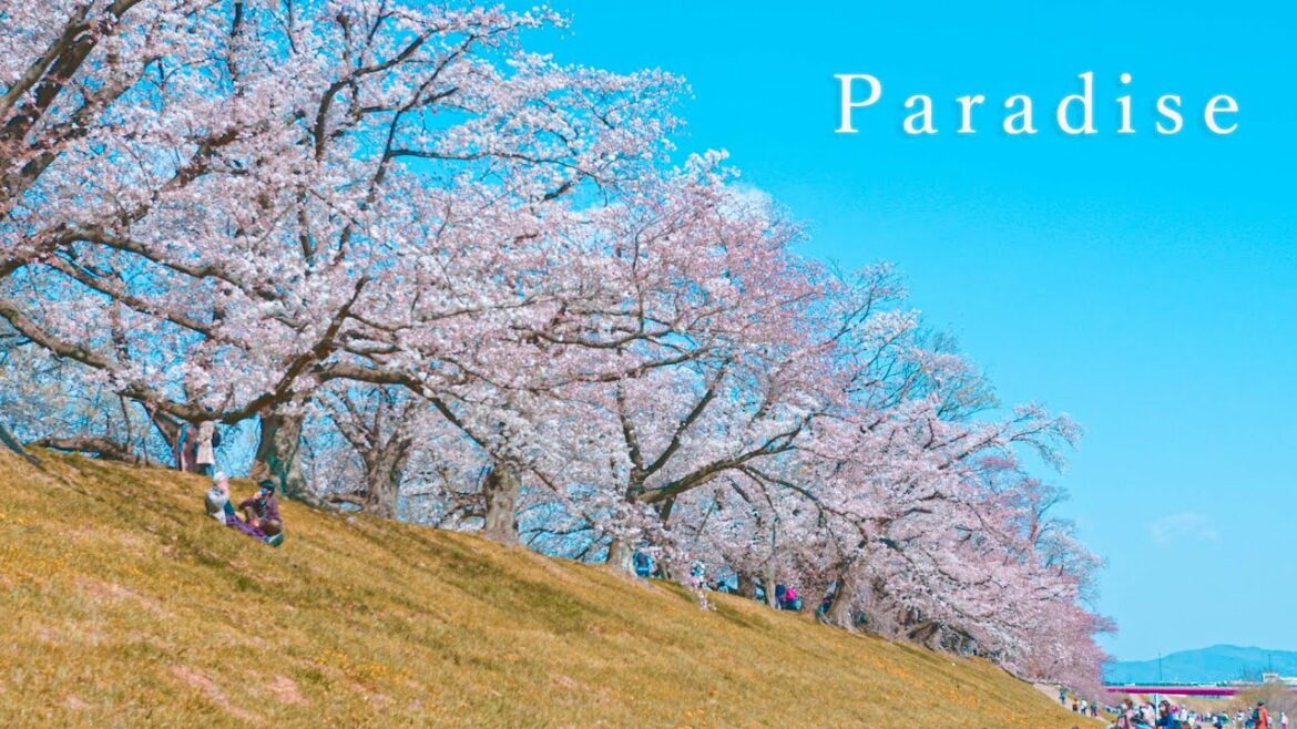 【 Paradise 】KYOTO 4k Walk Tour [ Kyoto Vlog#40 ]