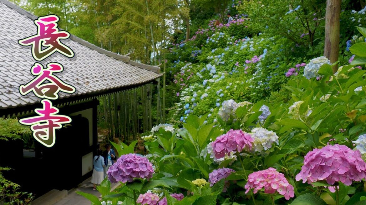 KAMAKURA. Hasedera Temple 2020. #4K #長谷寺 KAMAKURA. Hasedera Temple 2020. #4K #長谷寺
