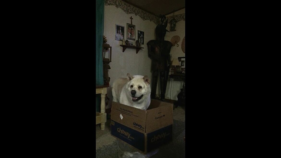 Solomon the fat Akita