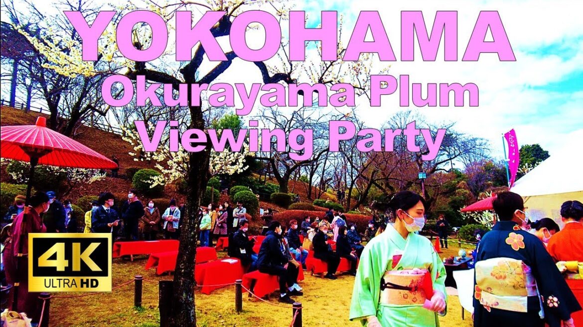 【4K🇯🇵】Yokohama Walking Tour – Okurayama Plum Viewing Party 【4K🇯🇵】Yokohama Walking Tour - Okurayama Plum Viewing Party