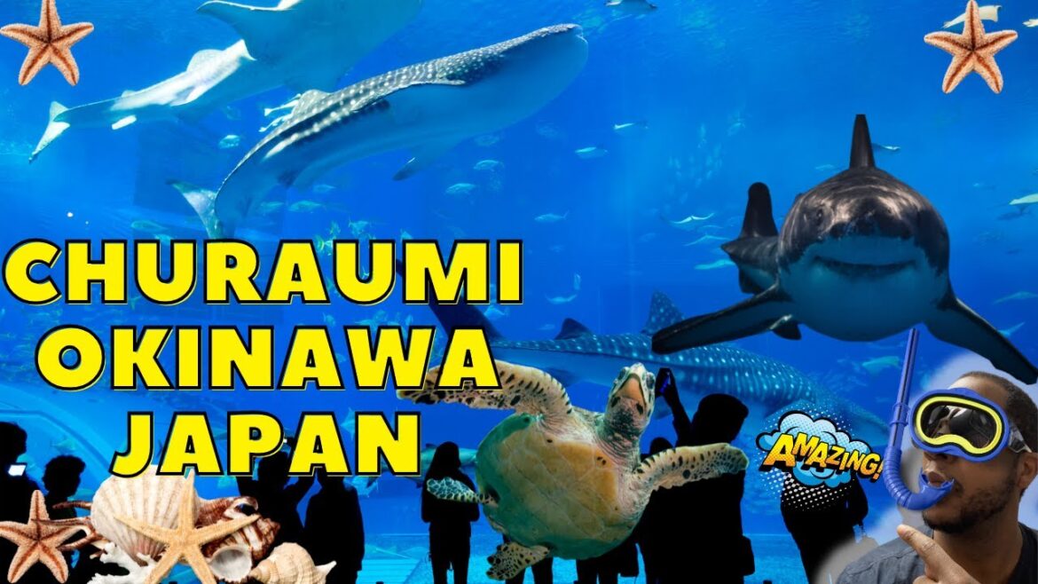 Japan Travel Whale Shark at Okinawa Churaumi Aquarium Okinawa Japan 4K Japan Travel Whale Shark at Okinawa Churaumi Aquarium Okinawa Japan 4K