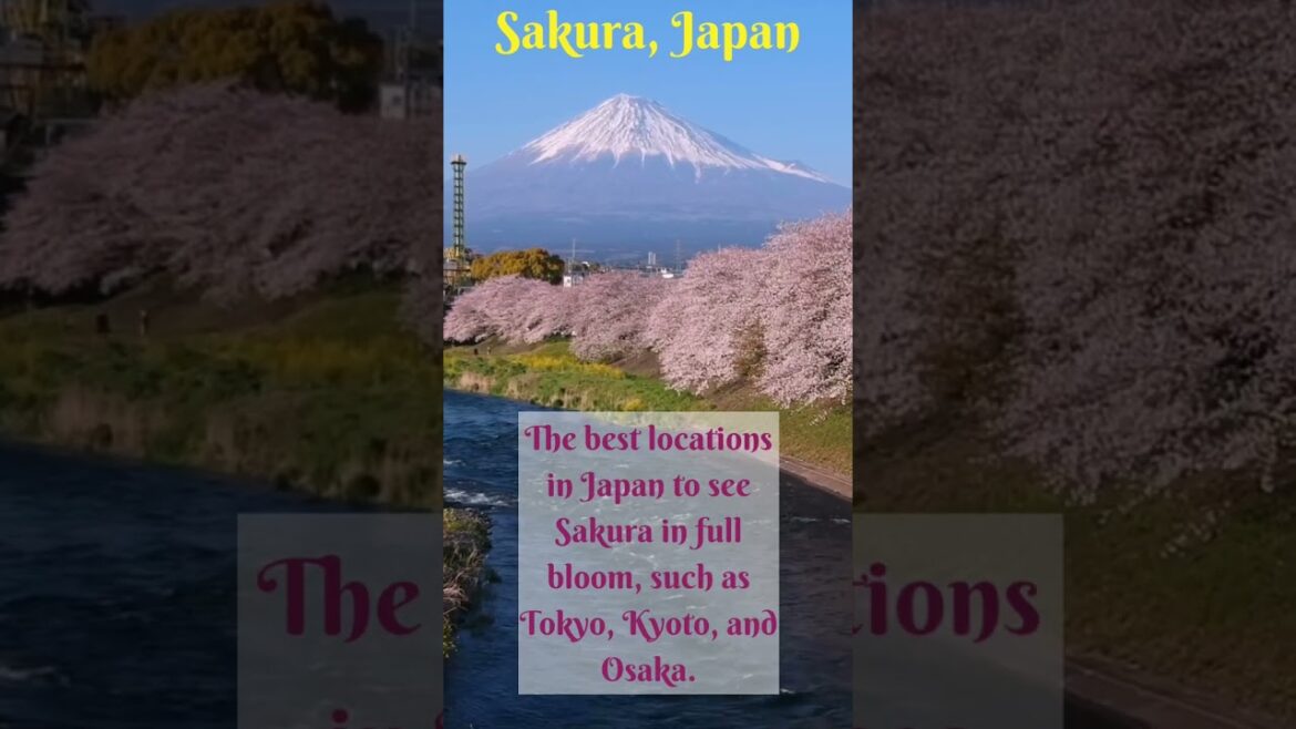 The Ultimate Guide to Japan's Best Sakura Spots| #japan #sakura The Ultimate Guide to Japan's Best Sakura Spots| #japan #sakura