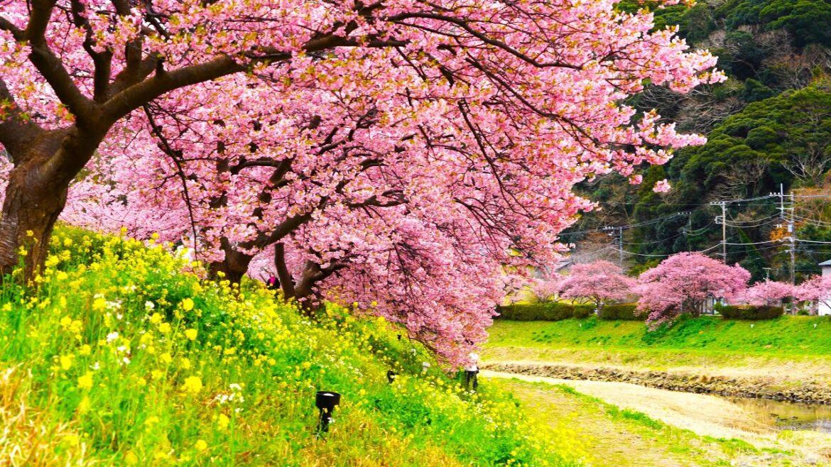 のどかに桜と菜の花を楽しむ　みなみの桜（南伊豆）