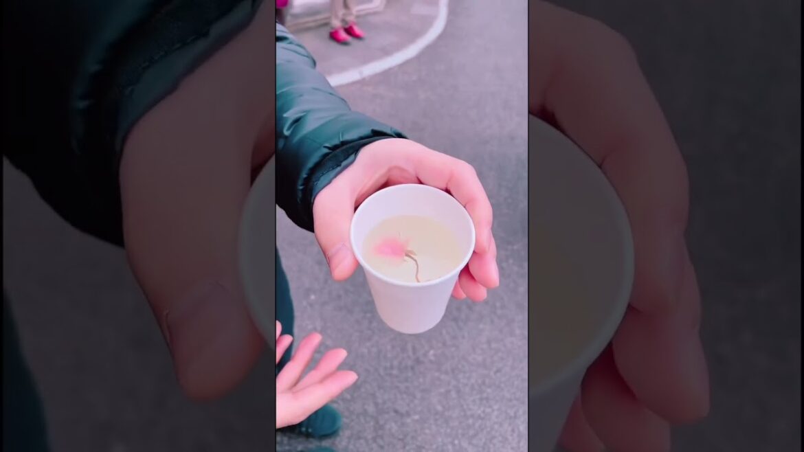 2023.1월 일본 벚꽃현황🌸일본에서 가장먼저피는 1월 벚꽃 #일본여행#shorts