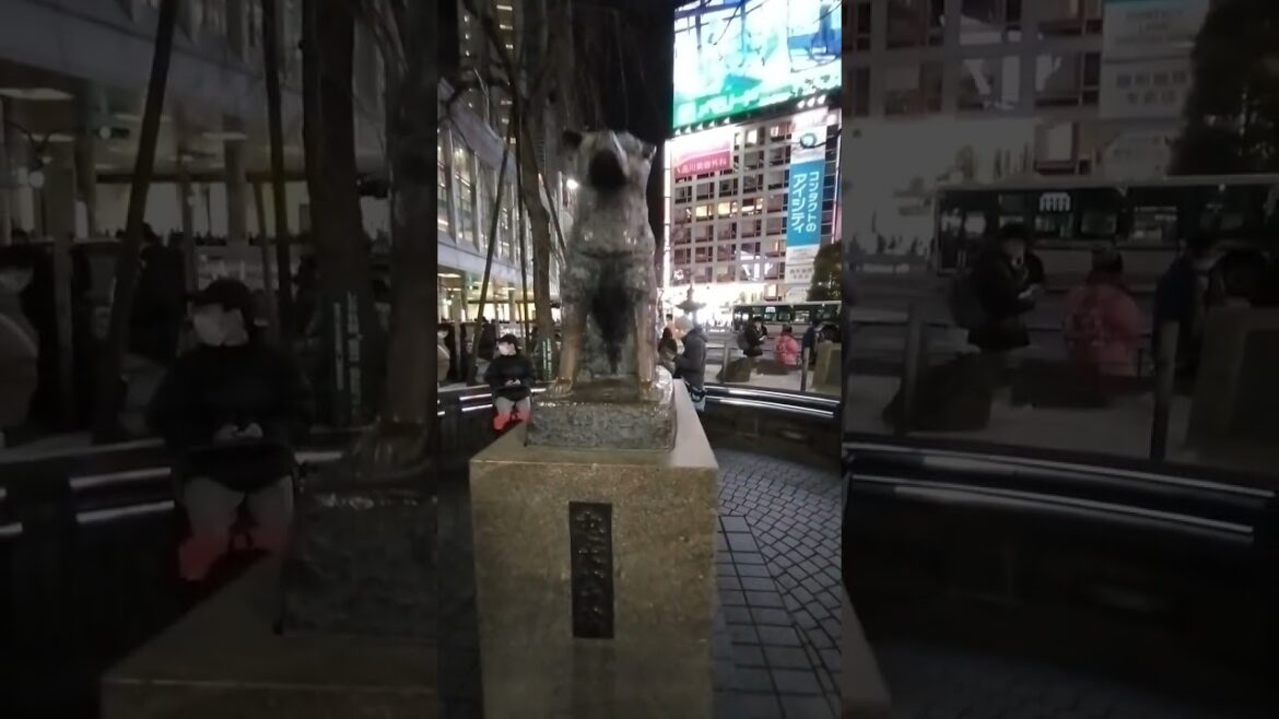 Love dog by Japanese💖😘💝Hachiko's monument  in Shibuya,🥰😍🥰for his loyalty to his master💯🐶💝💖💓