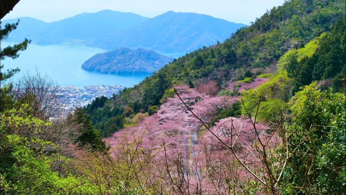 4K HDR 広島 野呂山の桜 HIroshima,Sakura at Norosan