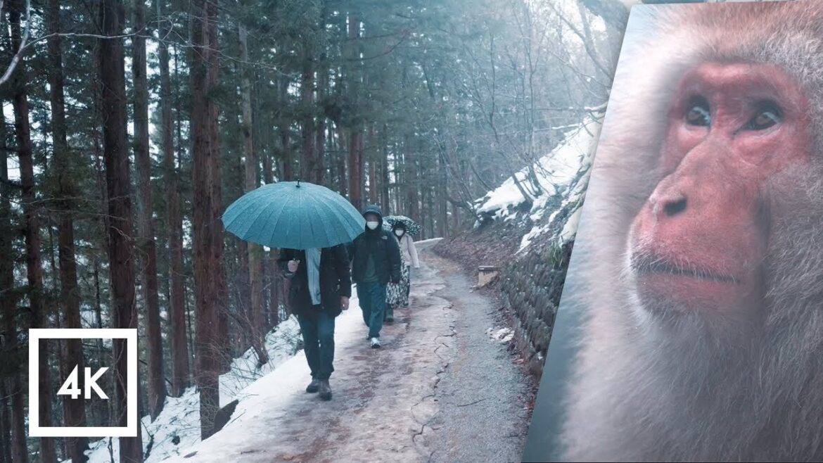 Walking in the Rain Japan, Snow Monkey Park (Jigokudani Yaen Koen) Rain Sounds for Sleep 4k ASMR