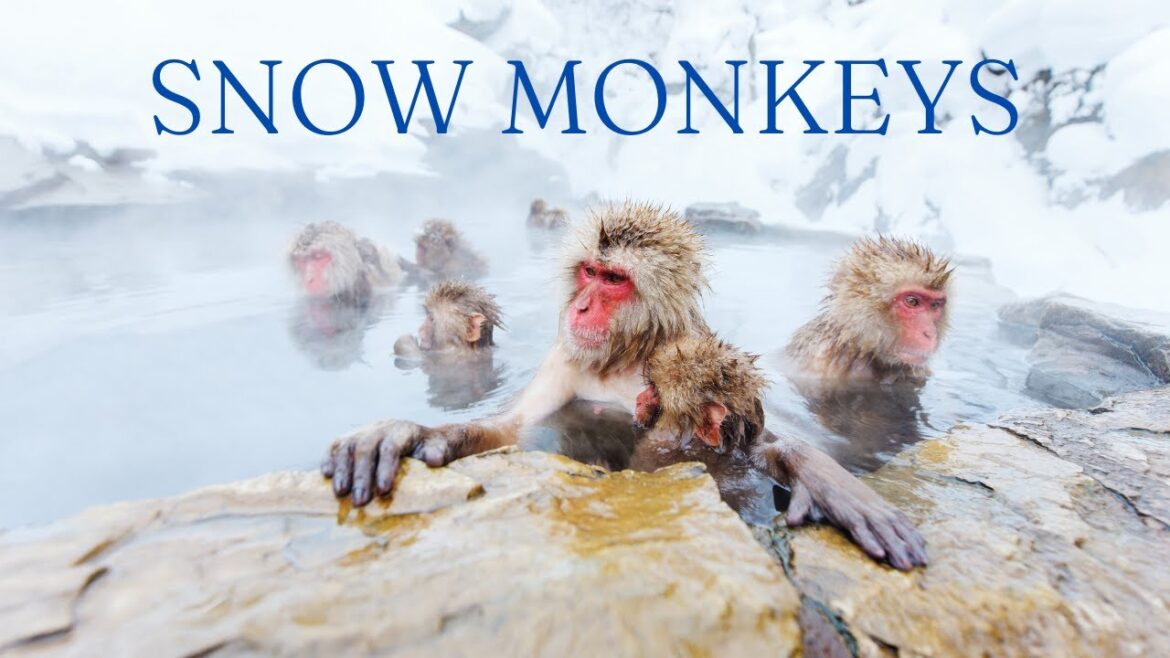Japan's Magical Snow Monkeys: You Won't Believe What You See!