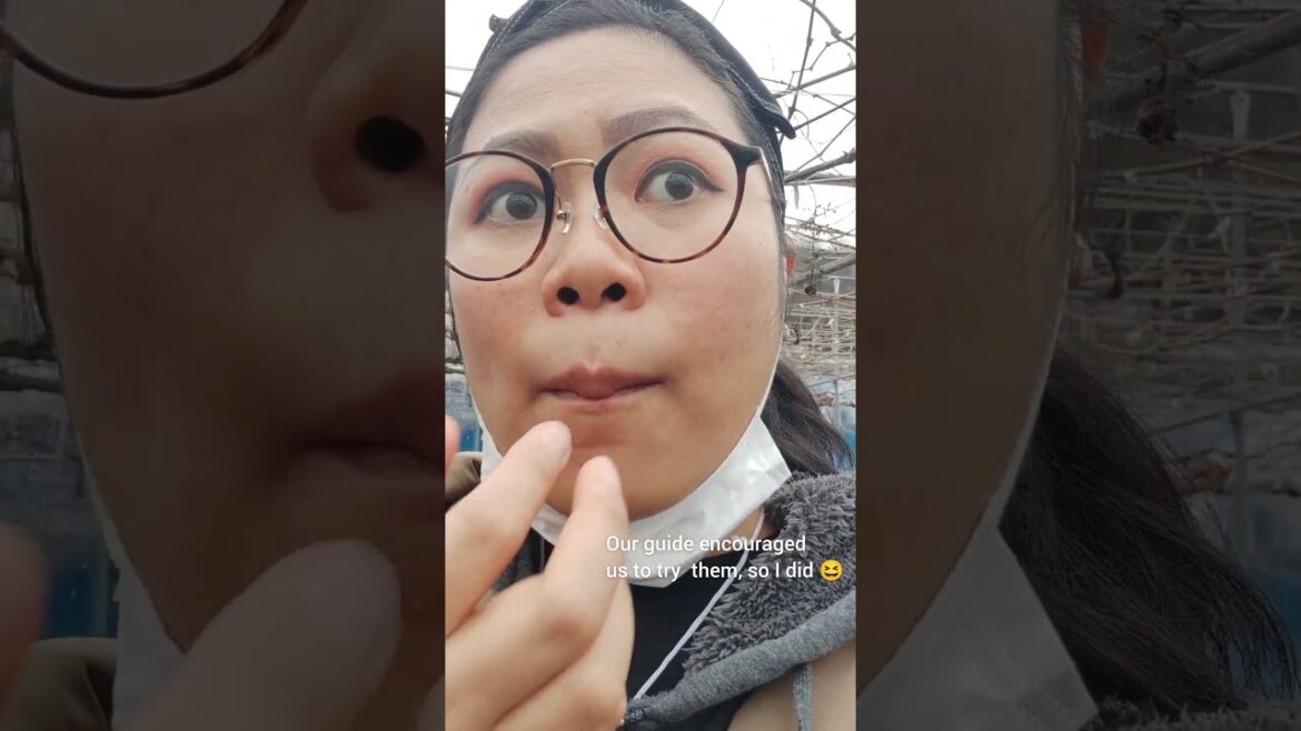 Winery Tour in Osaka #shorts #Japan