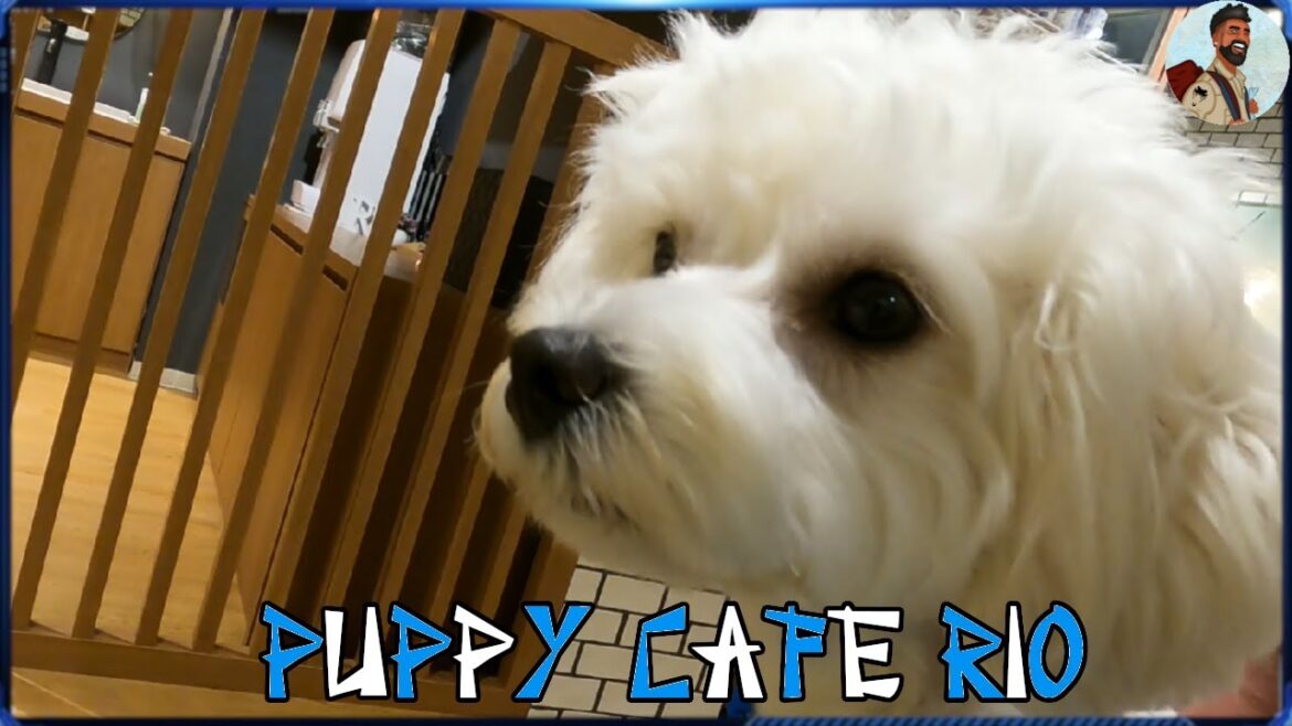 A Visit to Puppy Cafe Rio | Shinjuku | Tokyo