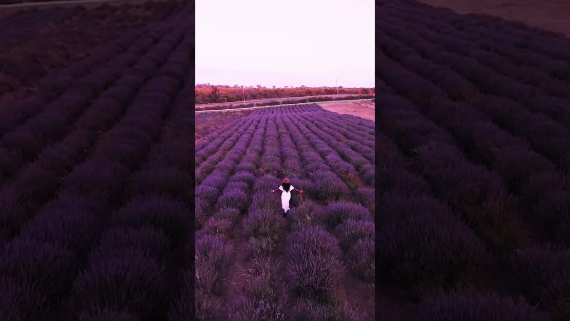 Yanchep lavender farm😍❤️🌹🌸 #lavender #trending #shorts
