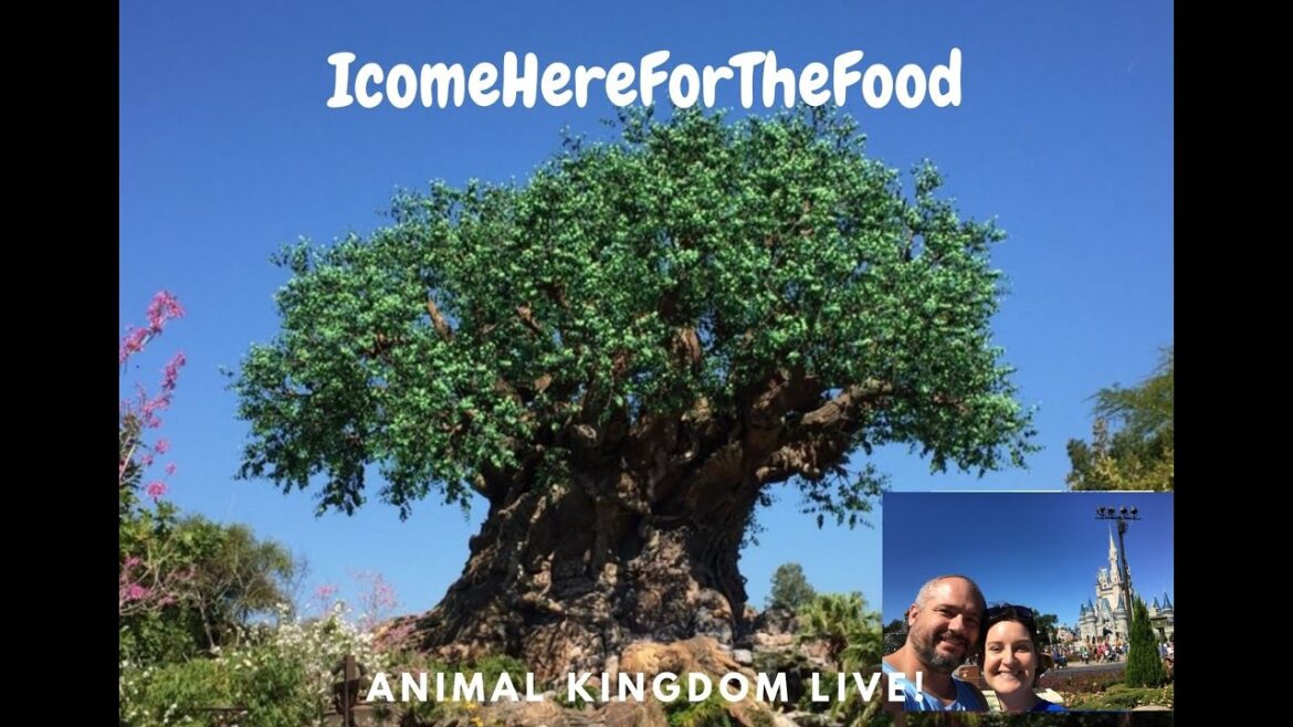 🔴Live🔴Disney's Animal Kingdom!?!! 🌳🐘🐅🦍🦏what's new!  Livestream! 2/16/23 🔴Live🔴Disney's Animal Kingdom!?!! 🌳🐘🐅🦍🦏what's new!  Livestream! 2/16/23