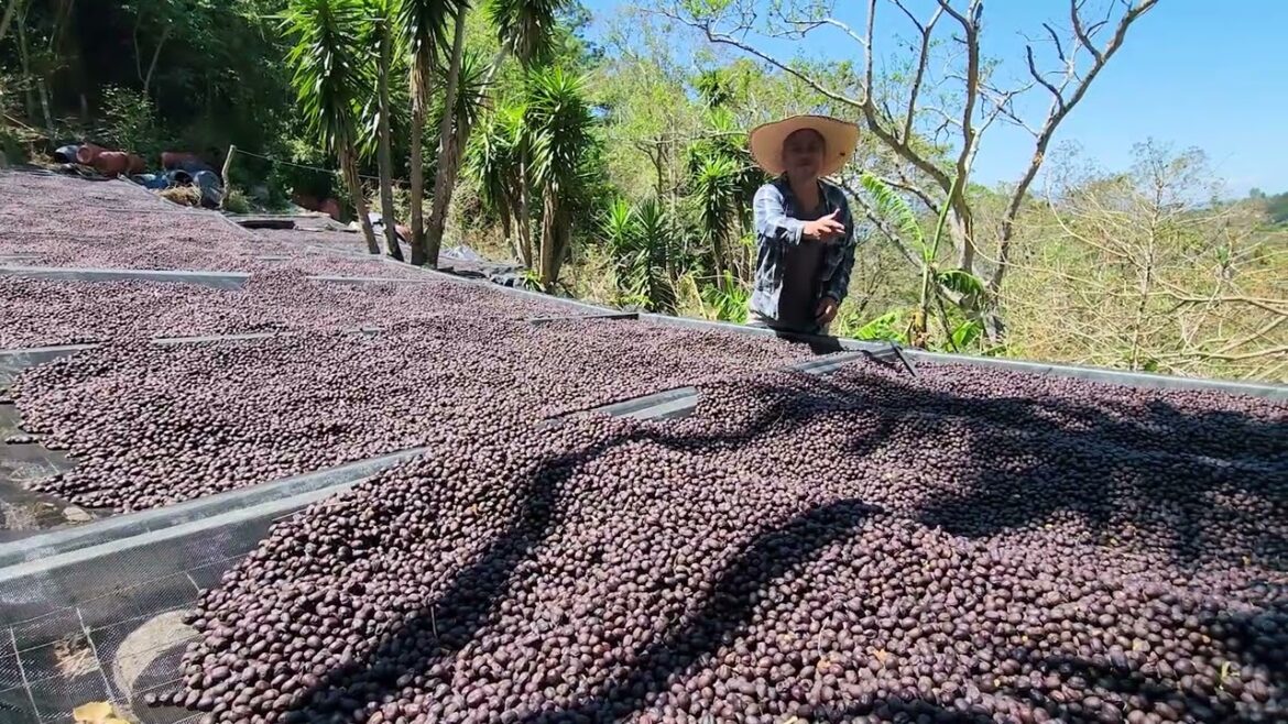 Ya Pronto Estará La Cosecha de Café 2023 de La Finca Tres Pozos The Sugar Maple en Chalatenango.