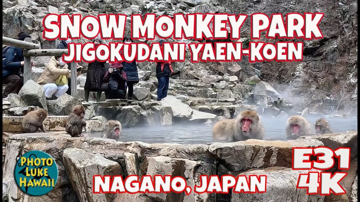 Snow Monkey Park in Nagano Walk E31 December 23, 2022 Nagano Japan 長野市 ニホンザル Jigokudani Yaen-Koen Snow Monkey Park in Nagano Walk E31 December 23, 2022 Nagano Japan 長野市 ニホンザル Jigokudani Yaen-Koen