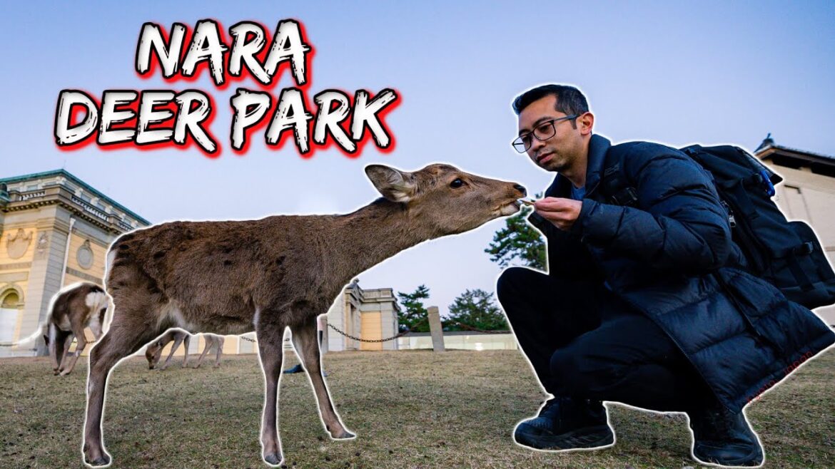 Nara Deer Park & Byodo-In: The Best Day Trip from Kyoto Nara Deer Park & Byodo-In: The Best Day Trip from Kyoto