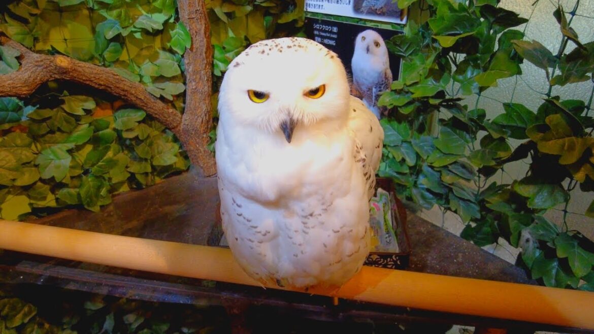Met Snowy Owl, Famous as Harry Potter in Japan | Kyoto Owl's Forest Met Snowy Owl, Famous as Harry Potter in Japan | Kyoto Owl's Forest