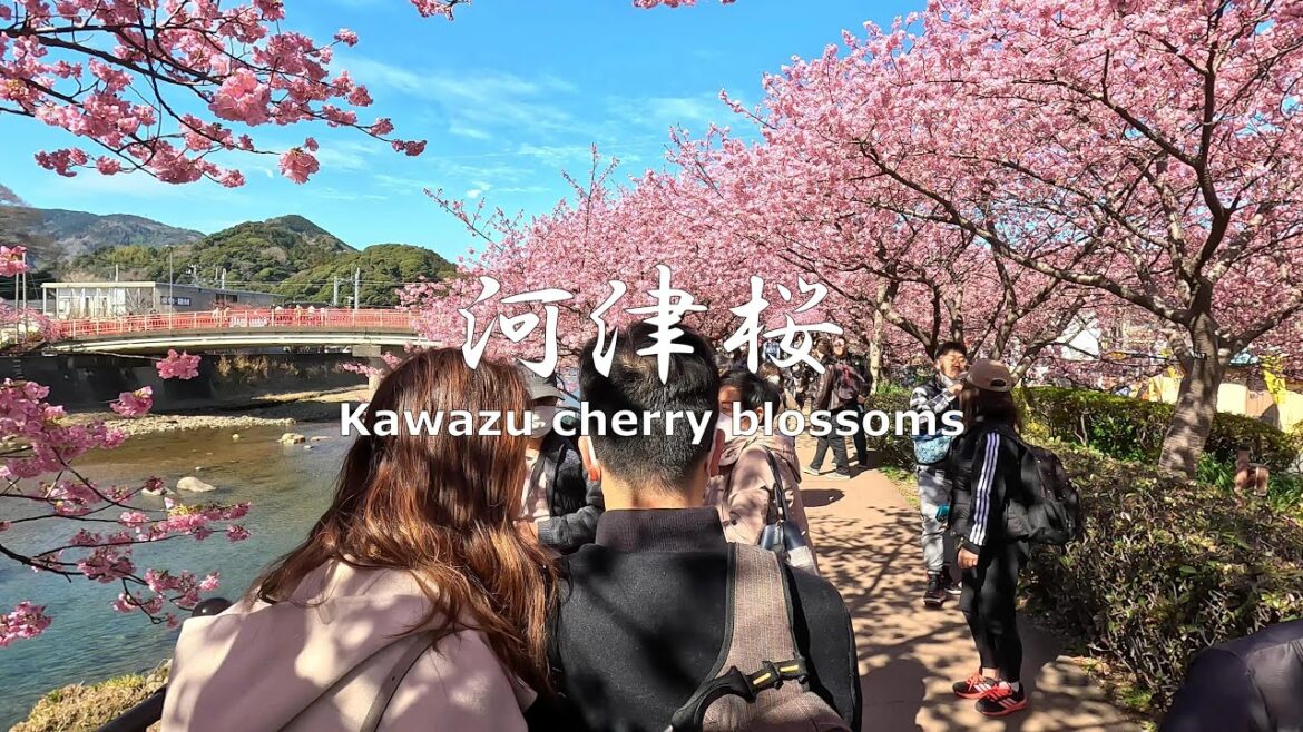 4K NON-STOP Walking around Kawazu while viewing the cherry blossoms 満開の河津桜を見ながら歩く 4K NON-STOP Walking around Kawazu while viewing the cherry blossoms 満開の河津桜を見ながら歩く