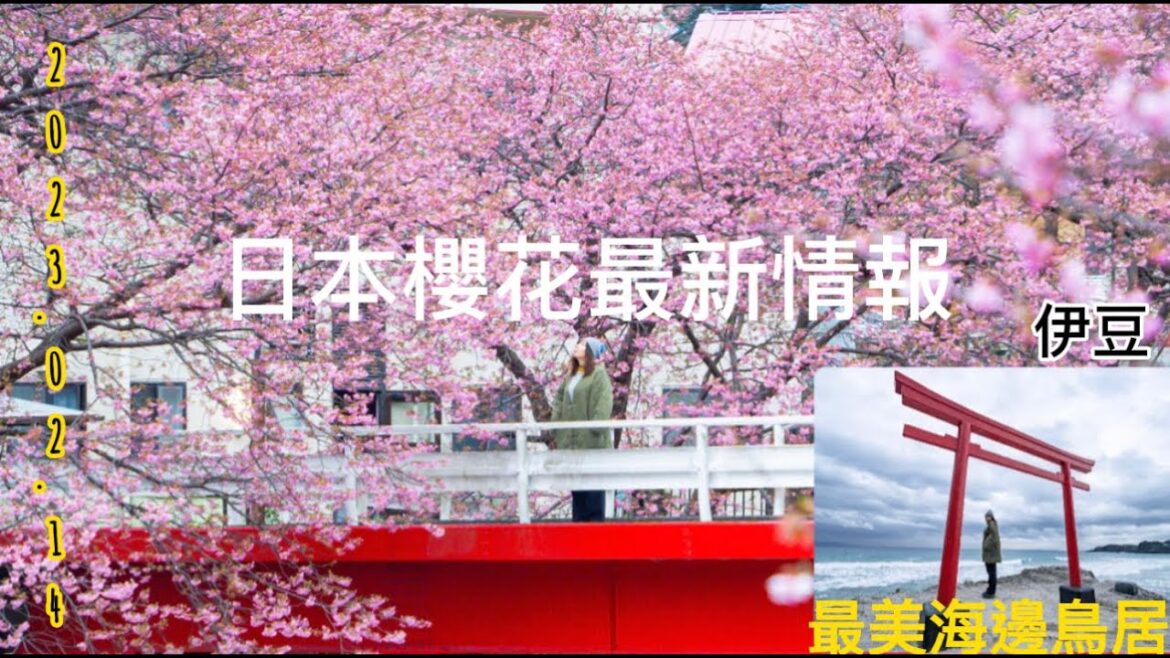 2023日本賞櫻必看🇯🇵日本最早開的伊豆河津櫻🌸2/14最新現況！20分鐘抵達伊豆最古神社，海邊鳥居必訪！|櫻花 |東京 |日本|日本櫻花|鳥居|伊豆|