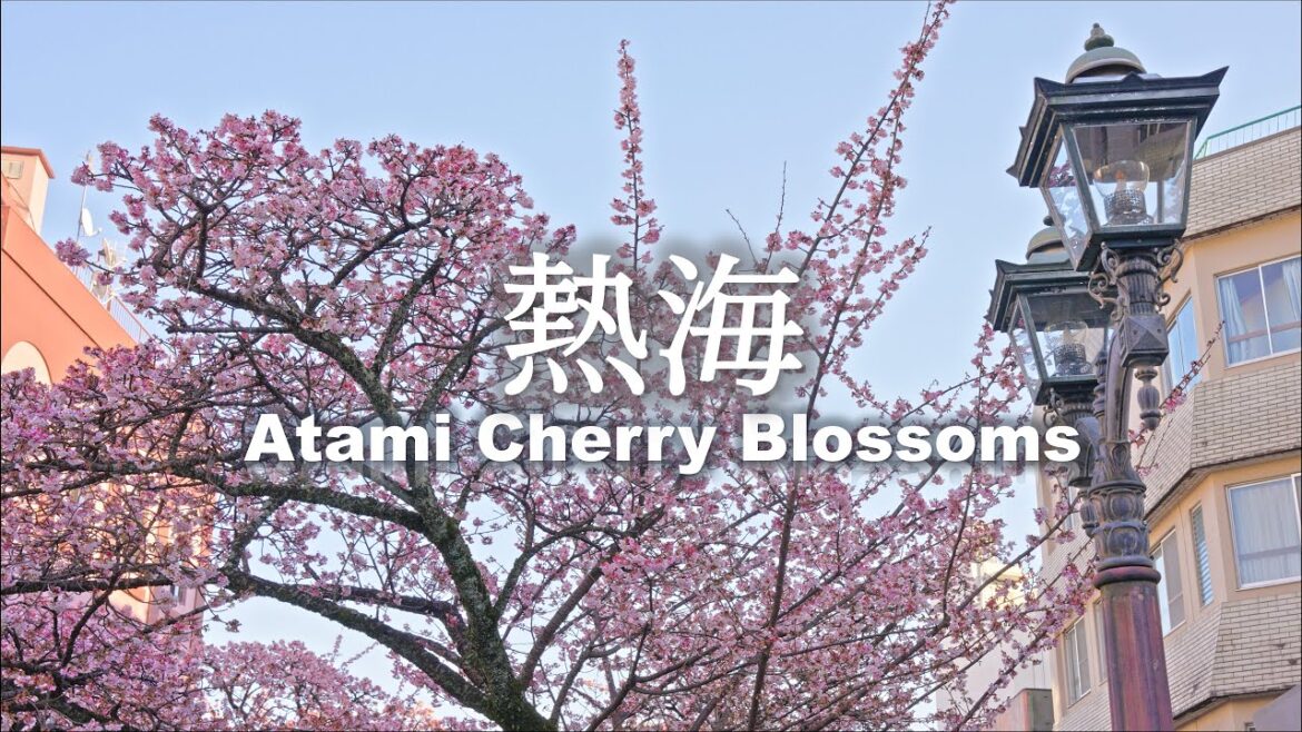 4K 8K Early Blooming Cherry Blossom in Atami, Shizuoka 2023