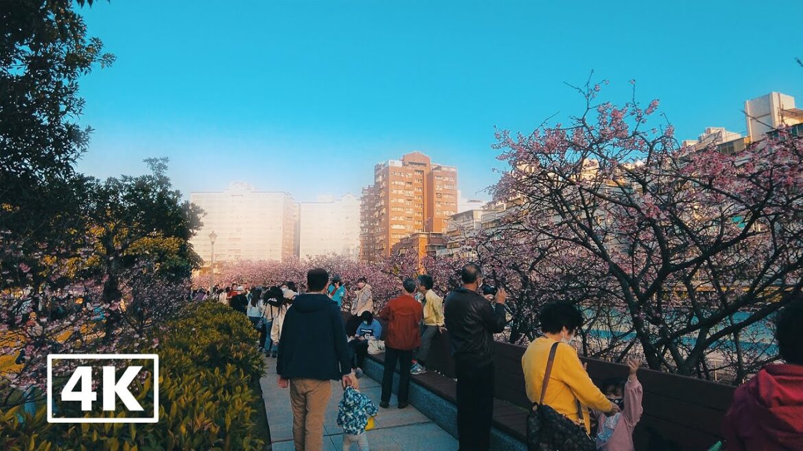 4K Dreamy Tour Ambiance: Beautiful Cherry blossoms at Neihu LOHAS Park