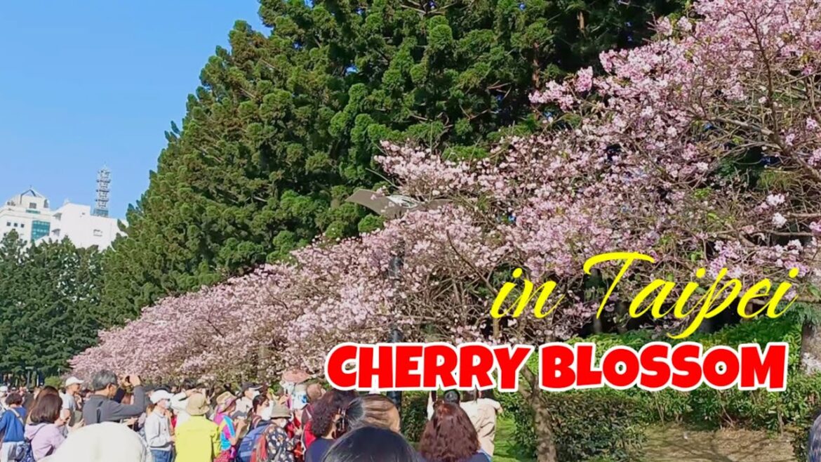 CHERRY BLOSSOM IN TAIPEI- 2023 || Update at CKS Hall || JOHONA CHERRY BLOSSOM IN TAIPEI- 2023 || Update at CKS Hall || JOHONA