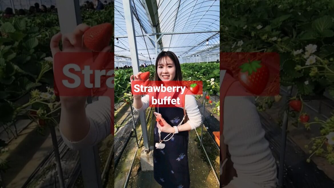 Japan Bus Tour to Izu in Shizuoka #cherryblossom #strawberry  #한일부부 #日韓夫婦 #일본일상브이로그  #japanesefood