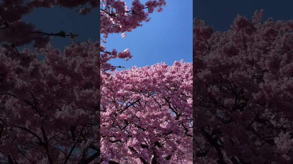 Kawazuzakura_hoa đào nở sớm #japantravel #httravel #shizuoka #kawazu