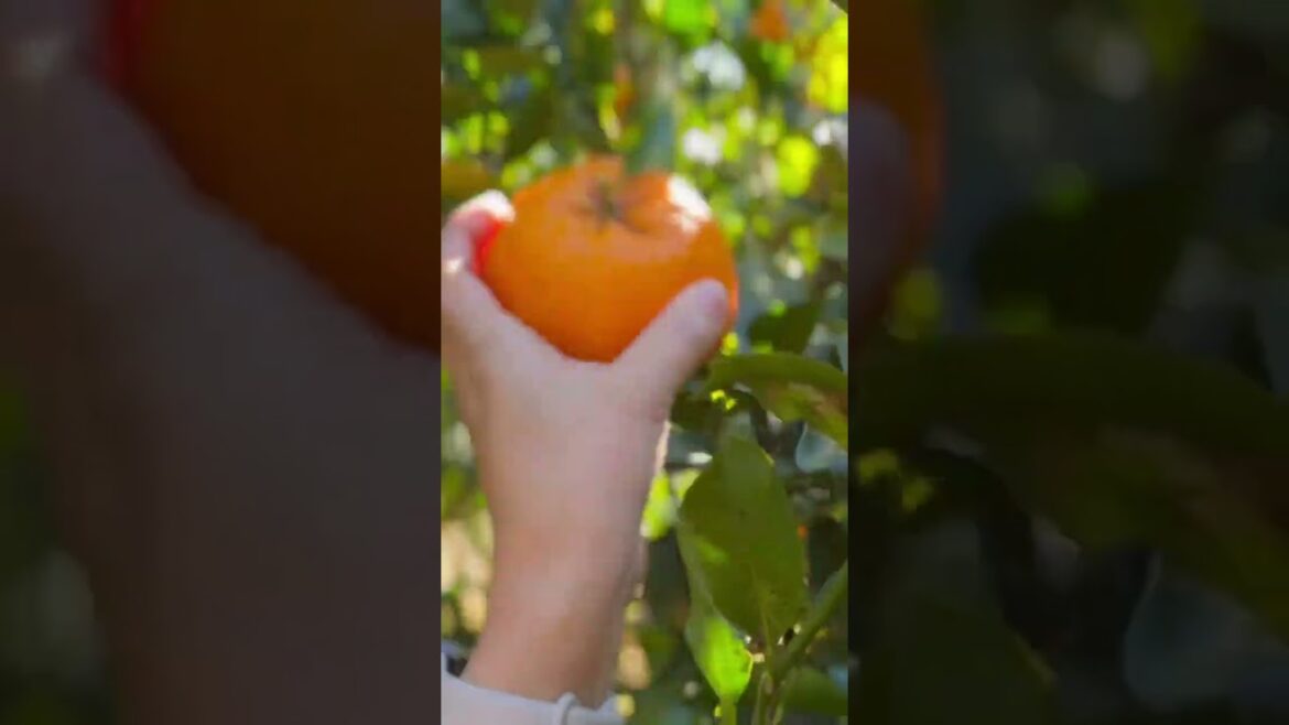 Picking tangerines みかん狩り, in Izu! Futatsubori is a great place! ふたつぼり！#fruit