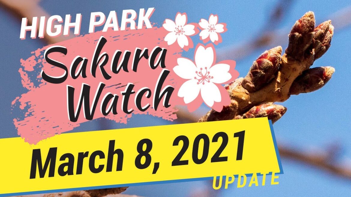 Sakura Watch March 8, 2021 – Ep. 01 – High Park cherry blossom updates are back! Sakura Watch March 8, 2021 - Ep. 01 - High Park cherry blossom updates are back!