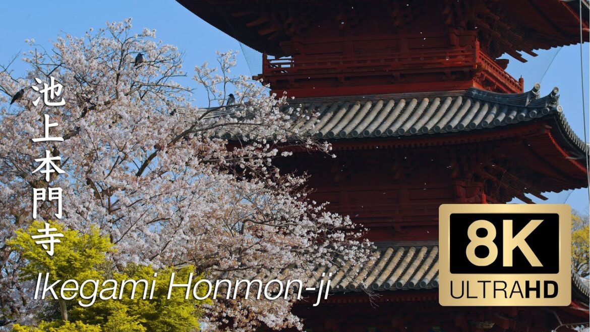 The Sakura of Ikegami Honmon-ji – Tokyo – 池上本門寺 – 8K The Sakura of Ikegami Honmon-ji - Tokyo - 池上本門寺 - 8K
