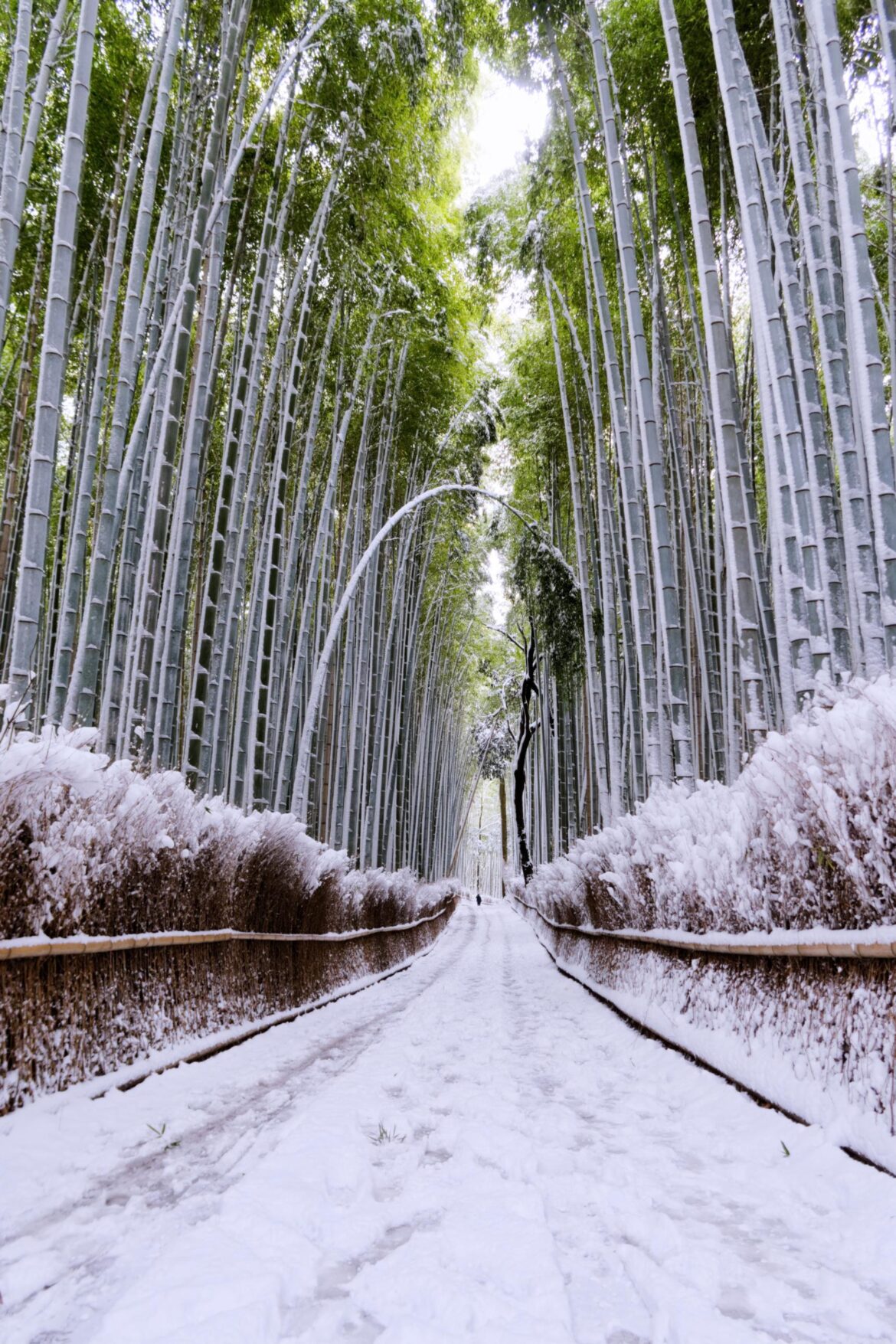 Bamboo grove in Arashiyama, Kyoto, January 2023
