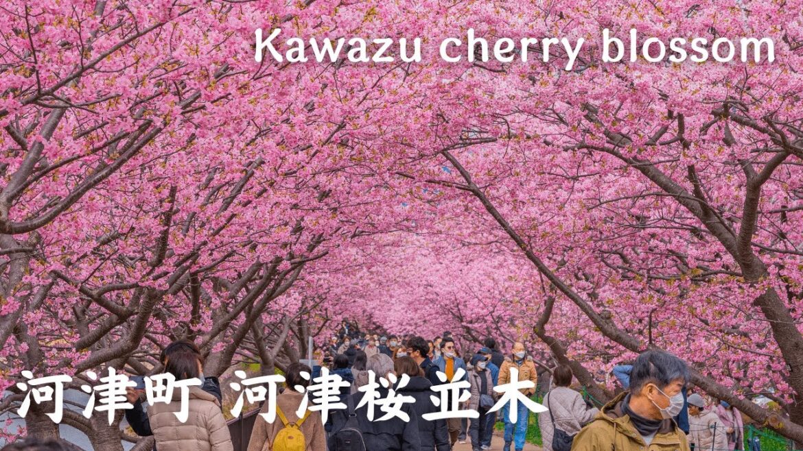 【4K】河津町 河津桜並木 – Kawazu cherry blossom / 2023年 / Walking tour / Japan 【4K】河津町 河津桜並木 - Kawazu cherry blossom / 2023年 / Walking tour / Japan
