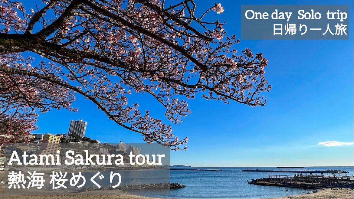 【一人旅】今が見頃！熱海桜🌸熱海サンビーチ〜糸川遊歩道〜熱海梅園〜伊豆多賀🏝おさかな食堂🐟🍚【日帰り】