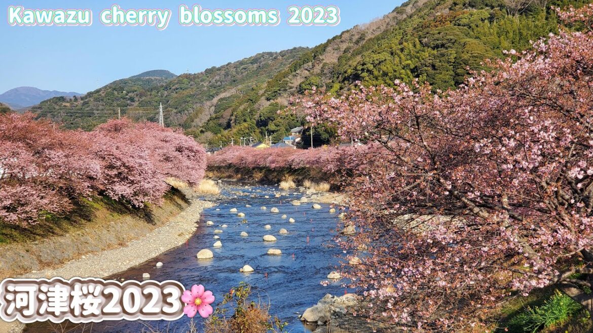 【河津桜2023】Kawazu cherry blossoms in Kawazu Town.Japan.河津桜まつり。2023.2.18(静岡県賀茂郡河津町)HDR walking tour