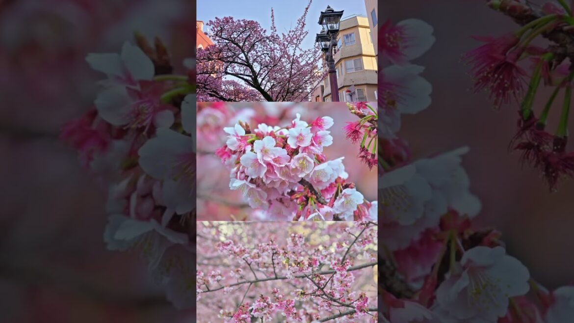 【熱海】Early Blooming Cherry Blossom in Atami, Shizuoka 2023 #shorts