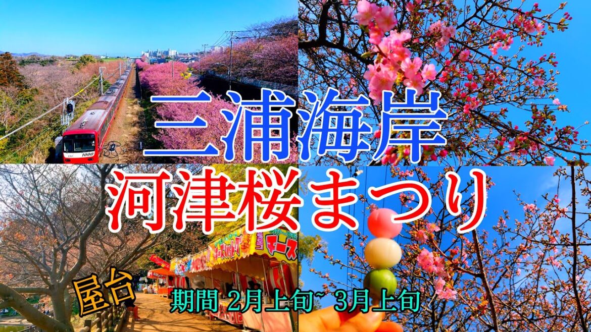 三浦海岸駅から小松ヶ池公園まで【三浦海岸河津桜まつり】20230211 SAKURA FESTIVAL IN MIURA KAIGAN