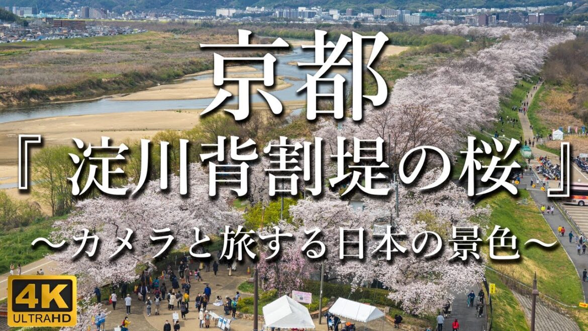 [京都府] "淀川河川公園背割堤地区の桜"  | 場所: 京都府八幡市 [ カメラと旅する日本の景色 ]