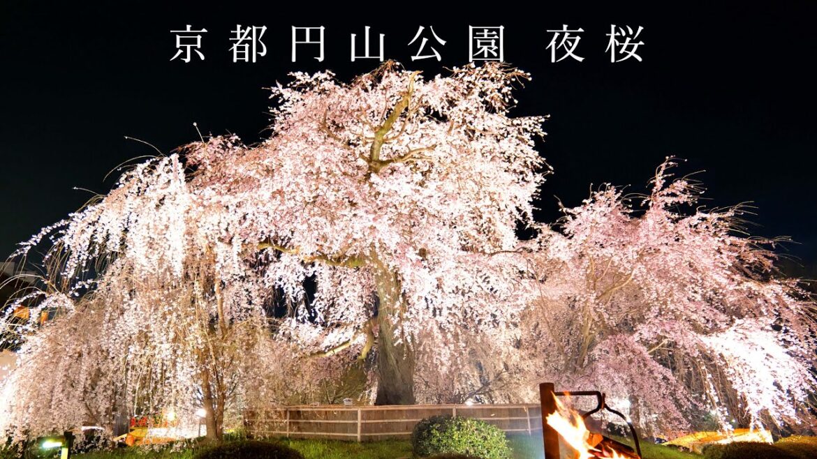 円山公園 夜桜 のんびり京都 Kyoto MaruyamaPark Cherry blossoms at night
