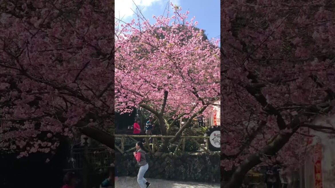 嘉義｜梅山｜太和｜河津櫻王，賞櫻時節