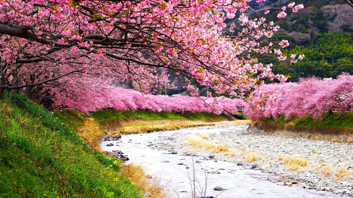 満開の河津桜を下流から上流まで歩いて紹介 満開の河津桜を下流から上流まで歩いて紹介