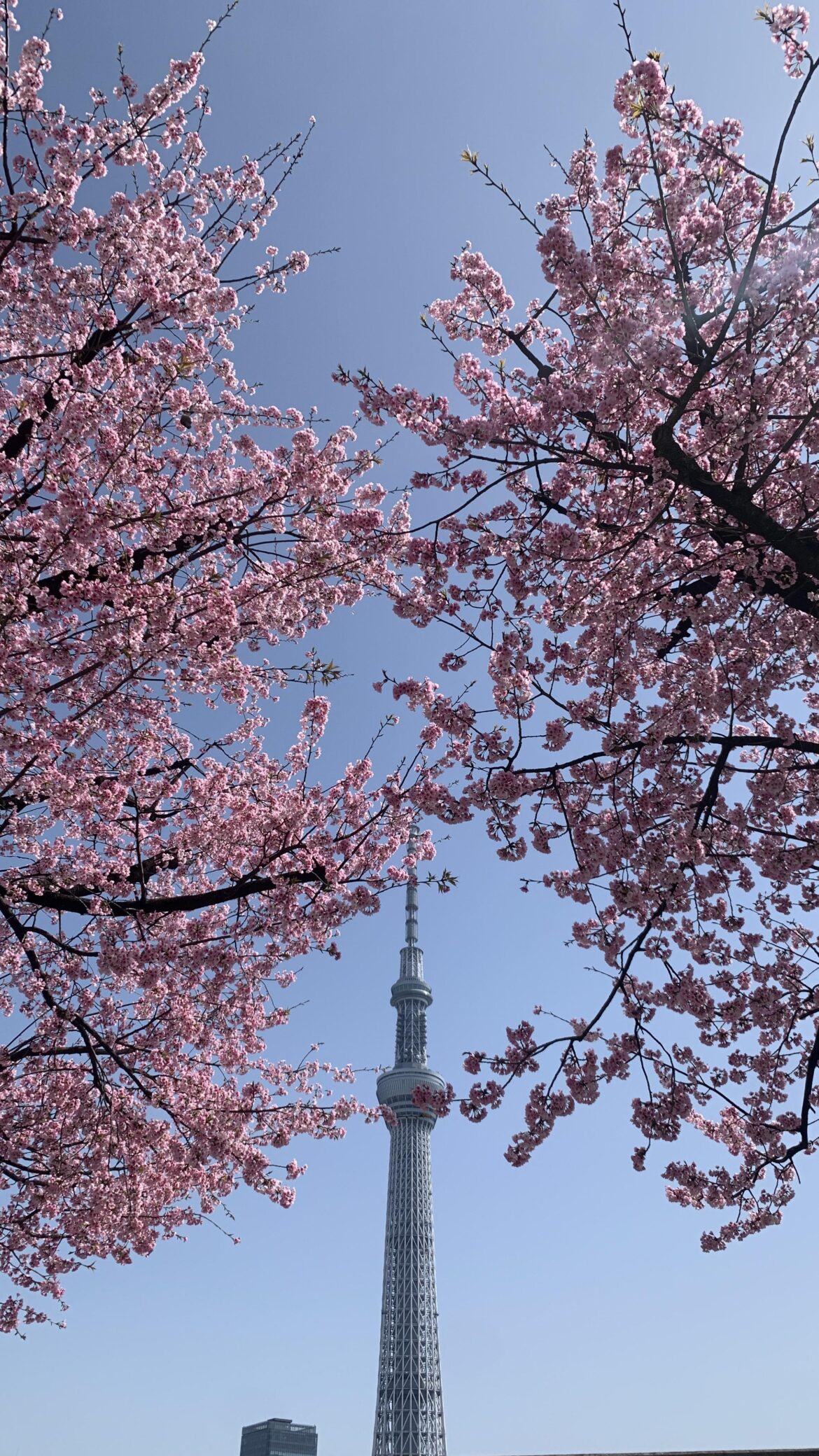 Sakura and the Tokyo Skytree. Taken a few days ago.
