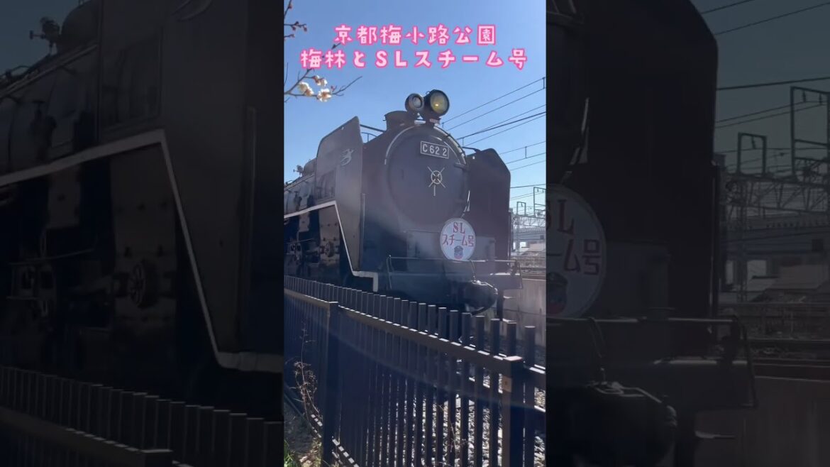 京都梅小路公園の梅林とSLスチーム号がもうすぐ春を予感させる🚂 / Kyoto Trip 京都梅小路公園の梅林とSLスチーム号がもうすぐ春を予感させる🚂 / Kyoto Trip