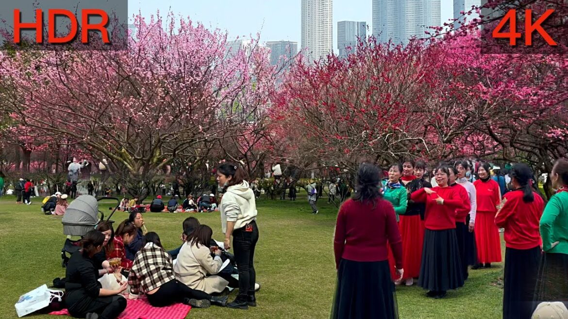 漫步长沙橘子洲公园欣赏梅花，许多人在这里跳舞聚会
