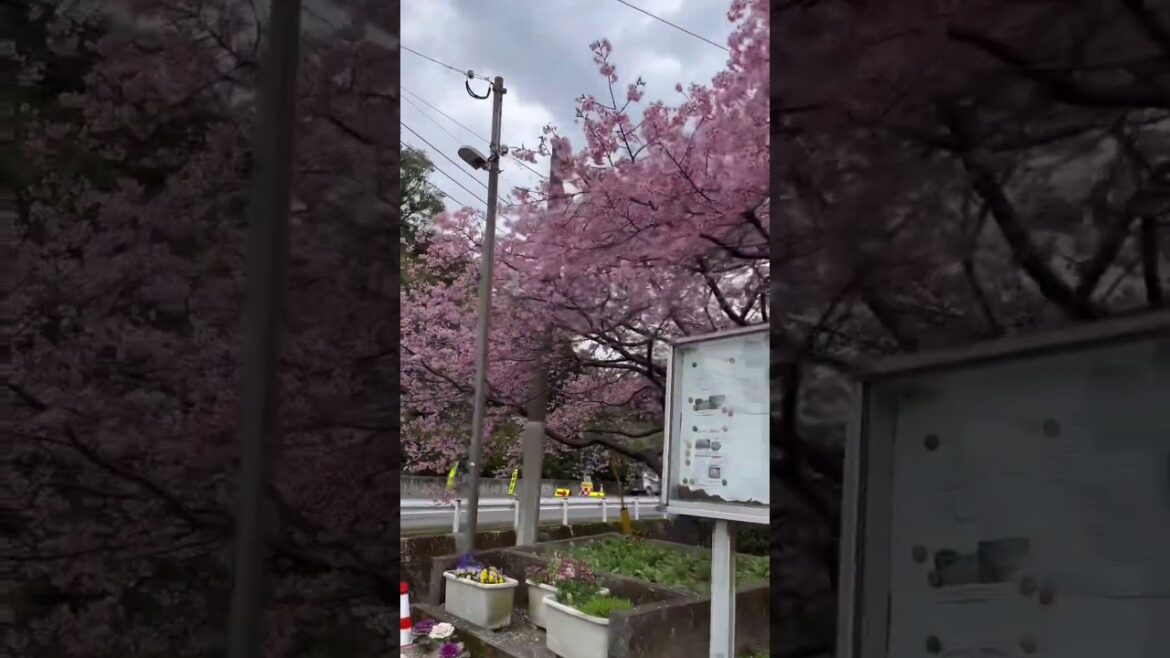 #shorts  伊豆の踊り子「桜」cherry blossom