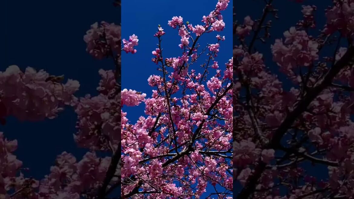 Early cherry blossoms🌸 Shirako Chiba 2023/2/26 Kawazu Sakura #shorts