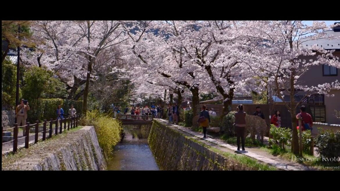 Exploring Japan's Most Amazing cherry blossom in Kyoto!