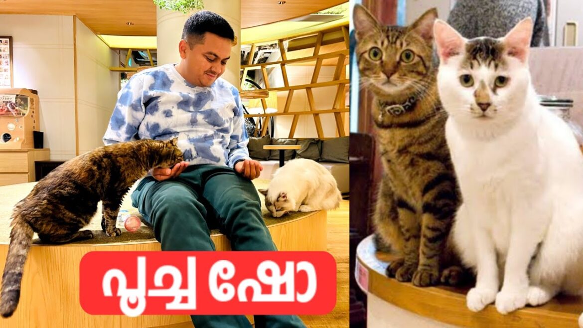 Visiting Japan's World Famous Cat Cafe | പൂച്ചകൾ നടത്തുന്ന ജപ്പാനിലെ കഫെ