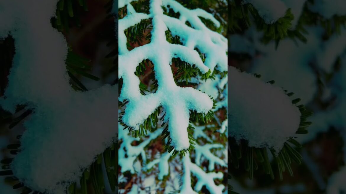 Silver Lace Forest of mount Nishidake🌲シルバーレースの森、西岳、長野県🌲❄️ Серебряный кружевной лес, гора Нисидаке