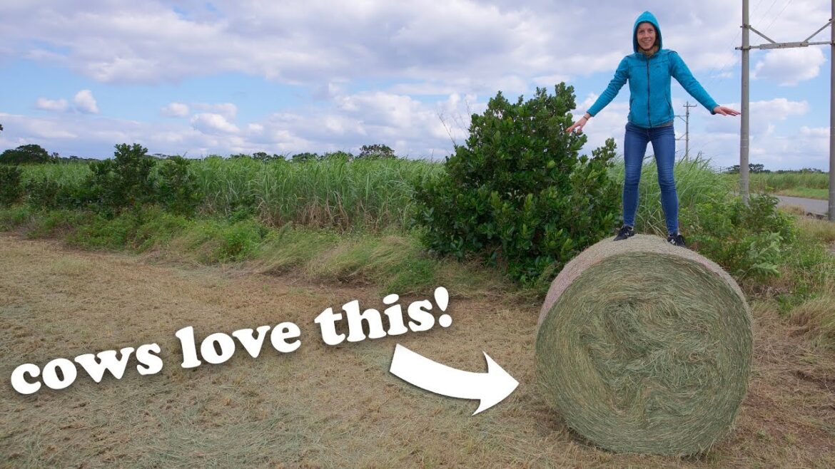 Our Last Hours on a Tiny Japanese Island (in Japan!) Our Last Hours on a Tiny Japanese Island (in Japan!)