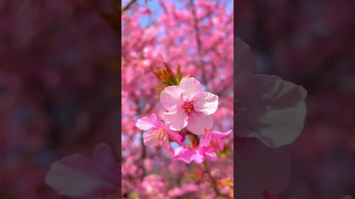 Cherry 🍒 blossom on arrival of spring #cherryblossom #spring #nature #naturephotography #shorts